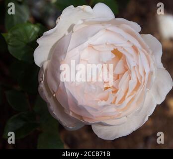 Rosa 'Demona' Foto Stock