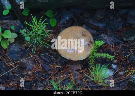 Suillus grevillei comunemente noto come bolete di Greville e larice bolete. Bel fungo commestibile. Foto Stock