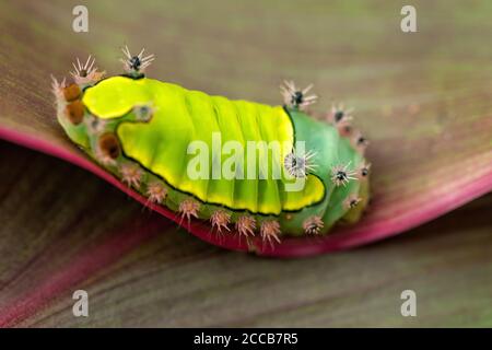 Un bruco di falena dal naso blu (ofeliani di Acharia) che cammina su una foglia verde e rossa nella foresta pluviale in Costa Rica. Foto Stock