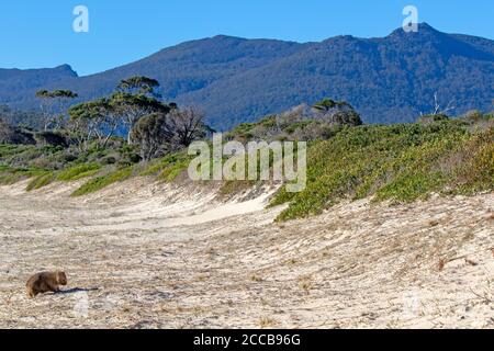 Wombat sulla spiaggia di Bloodstone con il monte Maria davanti Foto Stock