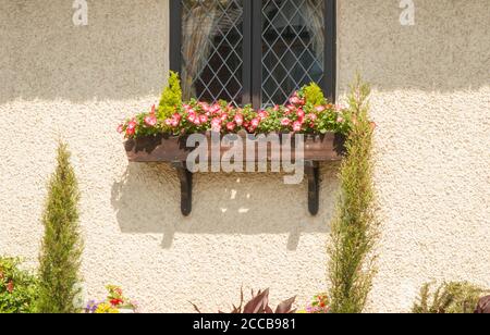 Primo piano di una finestra box pieno di fiori in estate sotto la finestra di un cottage di campagna Foto Stock