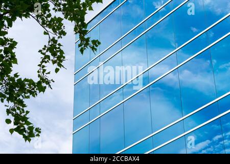 Vista esterna della tipica facciata di vetro blu di un moderno edificio per uffici. Foglie di albero verde. Riflessione del cielo. Foto Stock