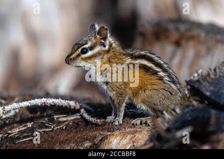 Chipmunk dalla coda rossa (Tamias ruficaudus), Idaho Mountains Foto Stock