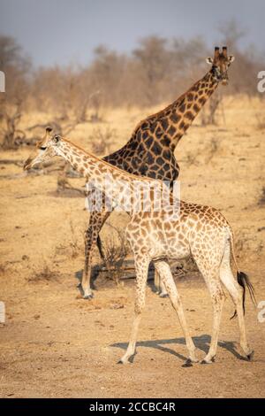 Ritratto verticale di giraffa più chiara e più scura che camminava passava ciascuno Altro a Kruger Park Sud Africa Foto Stock