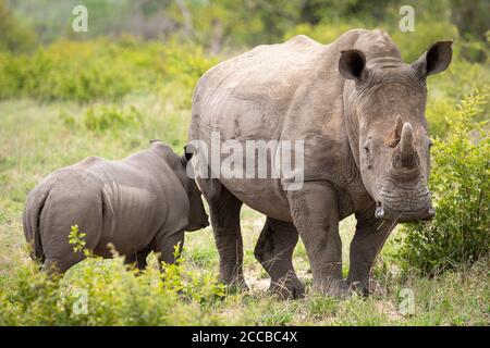Testa di rinoceronte bianco femminile in piedi con il suo vitello che guarda Allarme in Kruger Park Sud Africa Foto Stock