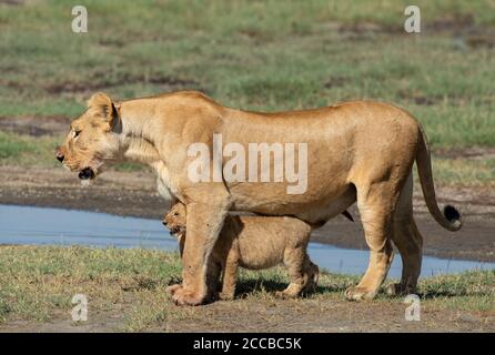 La leonessa femminile e il suo cucciolo di leone bambino che sta insieme vicino Il fiume in luce del sole pieno corpo vista laterale in Ndutu Area di conservazione di Ngorongoro in Tanzania Foto Stock