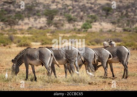 Mandria di zebra di Grevy in fila e mangiare erba Nella Riserva Nazionale di Samburu in Kenya Foto Stock