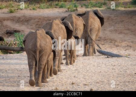 Vista panoramica sul retro di una famiglia di elefanti con adulti e. Bambini che camminano attraverso il letto asciutto del fiume in Samburu Kenia Foto Stock