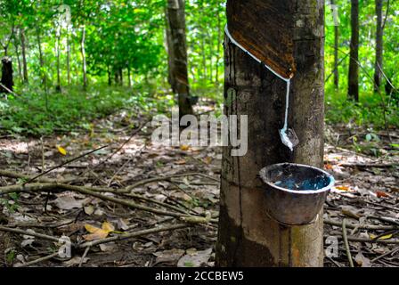 Il lattice gocciola in un recipiente di plastica da un albero di gomma. Foto Stock