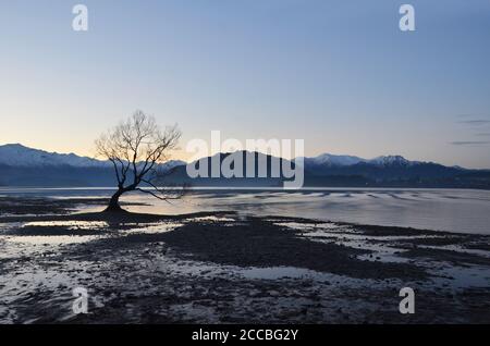 Il Lone Tree a Wanaka. Un salice solitario e storto si trova da solo sul lago Wanaka, retroceduto dalle Alpi meridionali. Foto Stock