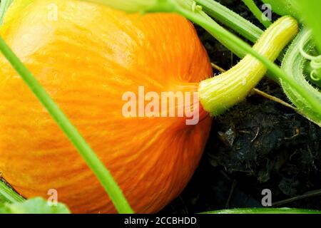 Zucca arancione cruda sul letto da giardino preparato per la celebrazione di Halloween. Raccolta stagionale e agricoltura. Verdure mature Foto Stock