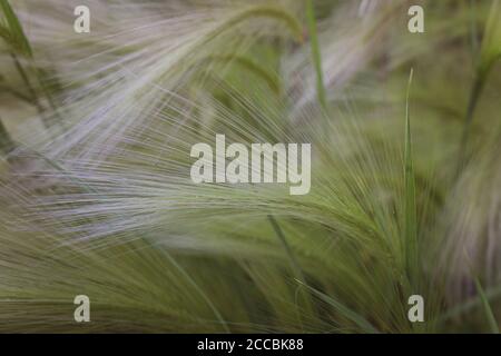 Hordeum jubatum, con nomi comuni fixtail orzo, bobtail orzo, squirreltail orzo, e intermedio orzo Foto Stock