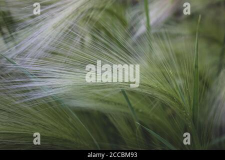 Hordeum jubatum, con nomi comuni fixtail orzo, bobtail orzo, squirreltail orzo, e intermedio orzo Foto Stock