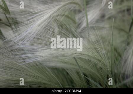 Hordeum jubatum, con nomi comuni fixtail orzo, bobtail orzo, squirreltail orzo, e intermedio orzo Foto Stock