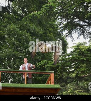 Mostra di falconeria al Castello di Warwick Foto Stock