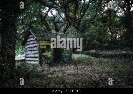 Rovinato shack in un bosco Foto Stock