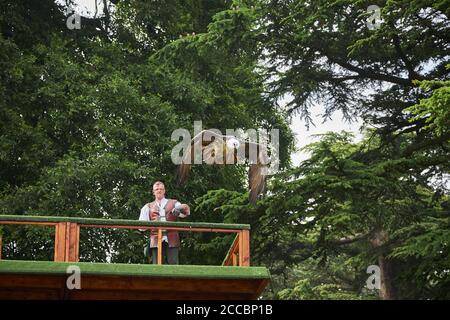 Mostra di falconeria al Castello di Warwick Foto Stock