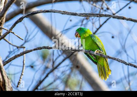 Natura animale uccello del pappagallo con nappolo blu anche il blu-coronato Pappagallo verde nelle abitudini della natura Foto Stock