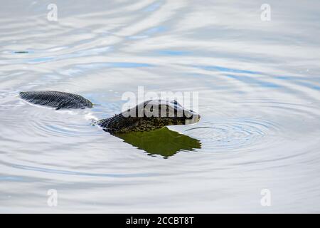 Natura fauna immagine di Lizard monitor su un lago Foto Stock