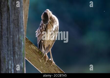 Natura fauna selvatica uccello di Rufous Night Heron (immaturo) nella natura zona umida a Sabah, Borneo Foto Stock