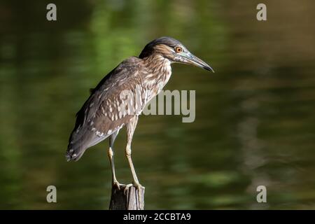 Natura fauna selvatica uccello di Rufous Night Heron (immaturo) nella natura zona umida a Sabah, Borneo Foto Stock