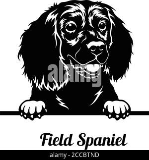 Cane da peeking - campo razza Spaniel - testa isolata su bianco Illustrazione Vettoriale