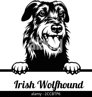 Cane da caccia - razza irlandese Wolfhound - testa isolata bianco Illustrazione Vettoriale