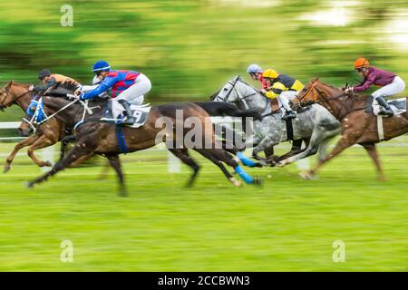 Corse di cavalli in derby all'aperto con jockeys in arrivo al traguardo. Sport all'aperto e competizione. Foto Stock