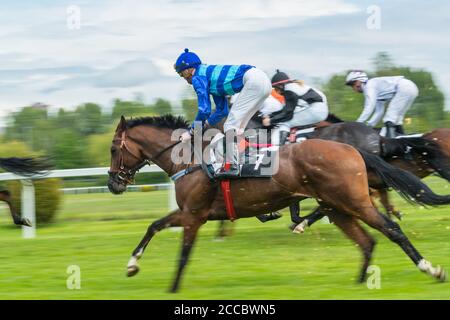 Corse di cavalli in derby all'aperto con jockeys in arrivo al traguardo. Sport all'aperto e competizione. Foto Stock