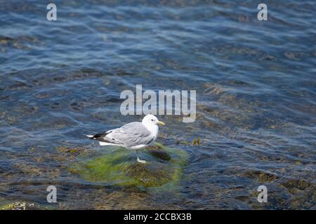 Un gabbiano su una pietra verde dalle alghe. Acqua blu sullo sfondo Foto Stock