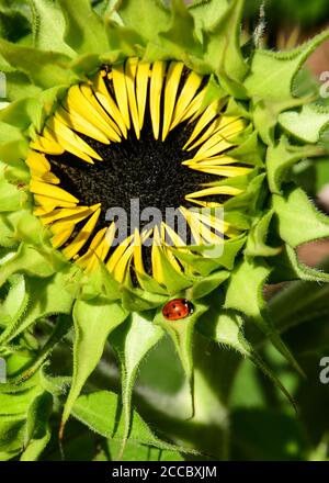 Fiore di girasole e wee ladybird o ladybug Foto Stock