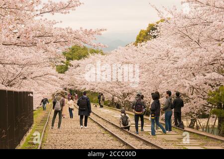 Fioritura dei ciliegi lungo il sito di Keage Incline a Kyoto, Giappone. Keage Incline è uno dei posti migliori per godersi la stagione della fioritura dei ciliegi a Kyoto. Foto Stock