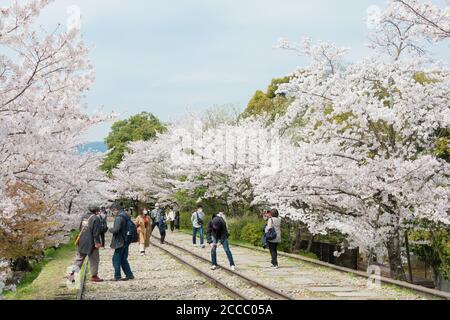 Fioritura dei ciliegi lungo il sito di Keage Incline a Kyoto, Giappone. Keage Incline è uno dei posti migliori per godersi la stagione della fioritura dei ciliegi a Kyoto. Foto Stock