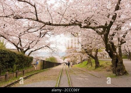 Fioritura dei ciliegi lungo il sito di Keage Incline a Kyoto, Giappone. Keage Incline è uno dei posti migliori per godersi la stagione della fioritura dei ciliegi a Kyoto. Foto Stock