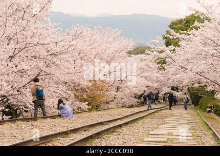 Fioritura dei ciliegi lungo il sito di Keage Incline a Kyoto, Giappone. Keage Incline è uno dei posti migliori per godersi la stagione della fioritura dei ciliegi a Kyoto. Foto Stock
