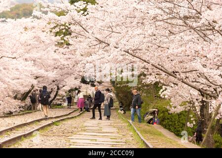 Fioritura dei ciliegi lungo il sito di Keage Incline a Kyoto, Giappone. Keage Incline è uno dei posti migliori per godersi la stagione della fioritura dei ciliegi a Kyoto. Foto Stock
