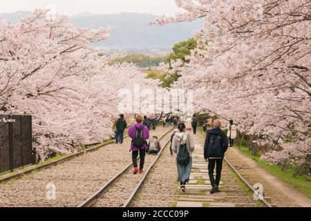 Fioritura dei ciliegi lungo il sito di Keage Incline a Kyoto, Giappone. Keage Incline è uno dei posti migliori per godersi la stagione della fioritura dei ciliegi a Kyoto. Foto Stock