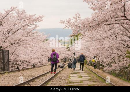 Fioritura dei ciliegi lungo il sito di Keage Incline a Kyoto, Giappone. Keage Incline è uno dei posti migliori per godersi la stagione della fioritura dei ciliegi a Kyoto. Foto Stock