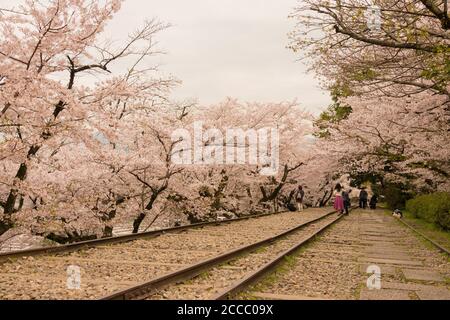 Fioritura dei ciliegi lungo il sito di Keage Incline a Kyoto, Giappone. Keage Incline è uno dei posti migliori per godersi la stagione della fioritura dei ciliegi a Kyoto. Foto Stock