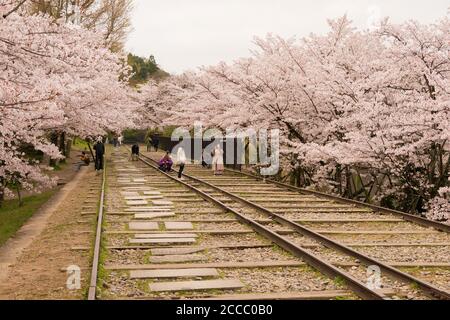 Fioritura dei ciliegi lungo il sito di Keage Incline a Kyoto, Giappone. Keage Incline è uno dei posti migliori per godersi la stagione della fioritura dei ciliegi a Kyoto. Foto Stock