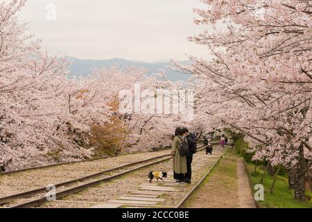 Fioritura dei ciliegi lungo il sito di Keage Incline a Kyoto, Giappone. Keage Incline è uno dei posti migliori per godersi la stagione della fioritura dei ciliegi a Kyoto. Foto Stock