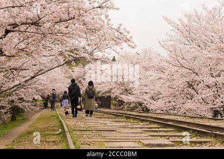 Fioritura dei ciliegi lungo il sito di Keage Incline a Kyoto, Giappone. Keage Incline è uno dei posti migliori per godersi la stagione della fioritura dei ciliegi a Kyoto. Foto Stock