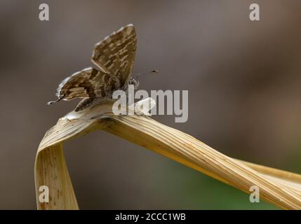 Geranium Bronze Butterfly, Cacyreus marshalli, su una lama asciutta di erba Foto Stock