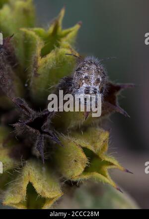 Shieldbug Ninfa, Staria lunata su Jerusalem Sage, Phlomis fruticosa Foto Stock