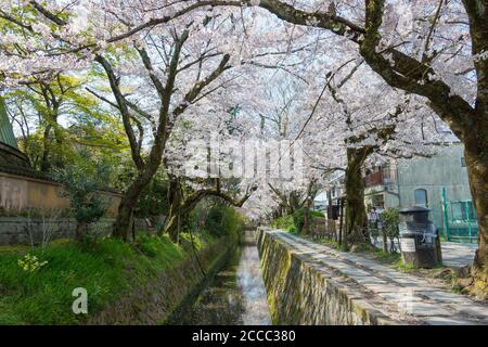 Kyoto Giappone Filosofia A Piedi Tetsugaku No Michi A Kyoto Giappone Si Tratta Di Un Sentiero Pedonale Che Segue Un Canale Costeggiato Da Alberi Di Ciliegio A Kyoto Foto Stock Alamy