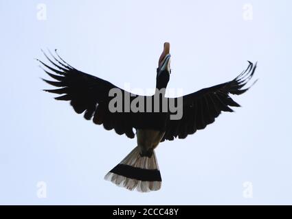 Rhinoceros Hornbill (Buceros rhinoceros) che sorvola il fiume Kinabatangan a Sabah, Malesia. Foto Stock