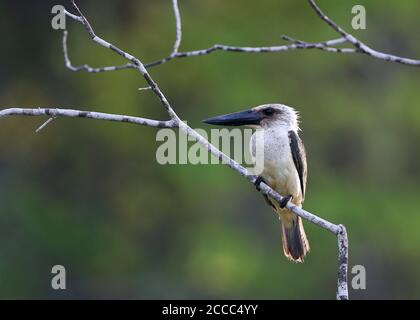 Kingfisher (Pelargopsis melanorhyncha melanorhyncha), o Kingfisher, arroccato su un ramo che sovrasta un fiume sull'isola di Togian Foto Stock