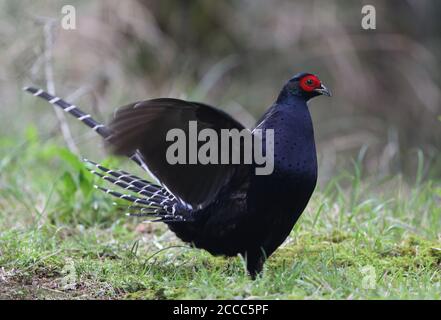 Mikado Pheasant (Syrmaticus mikado), un uccello nazionale non ufficiale di Taiwan. Endemico delle regioni montane di Taiwan Foto Stock