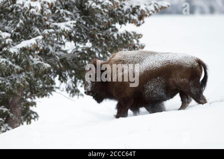 Bisonti americani / Amerikanischer ( Bison bison bison ) in inverno a piedi attraverso la neve, il ghiaccio coperto, duro inverno meteo, Area di Yellowstone, Montan Foto Stock