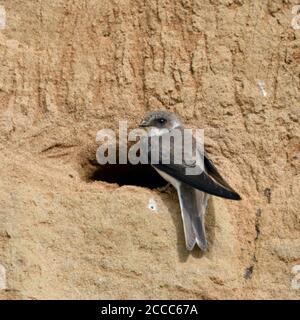 Sand Martin / Bank Swallow / Uferschwalbe ( Riparia riparia ) arroccato al suo nido buco in una riva del fiume, in posa tipica, fauna selvatica, Europa. Foto Stock